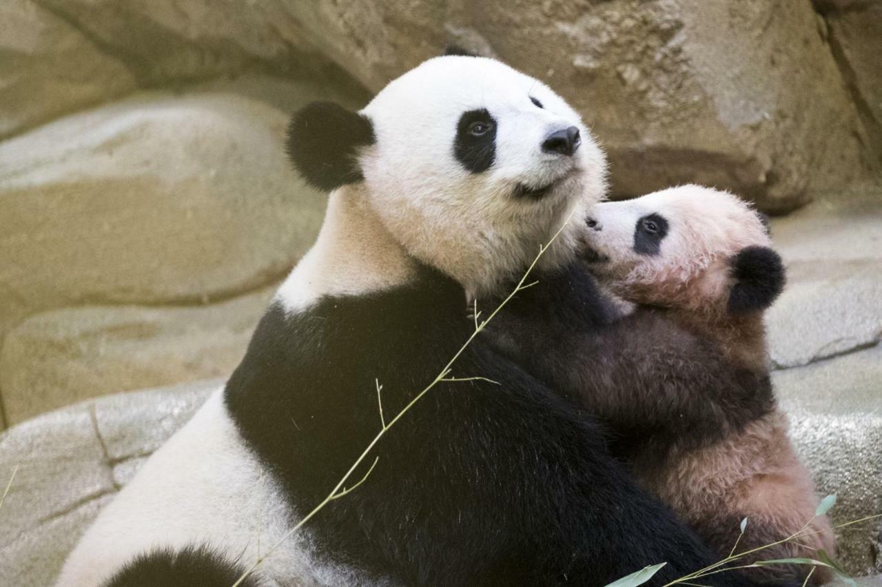 Les Gites De L'Argenterie A 15Km Du Zoo De Beauval Classes 4 Etoiles Fontguenand Kültér fotó